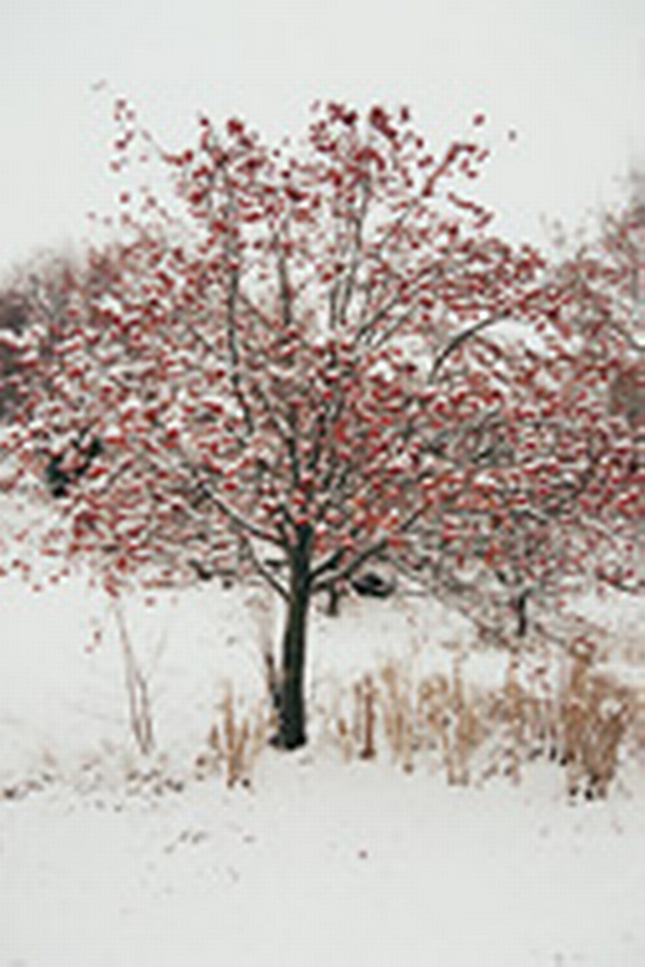 K20090431-17.jpg